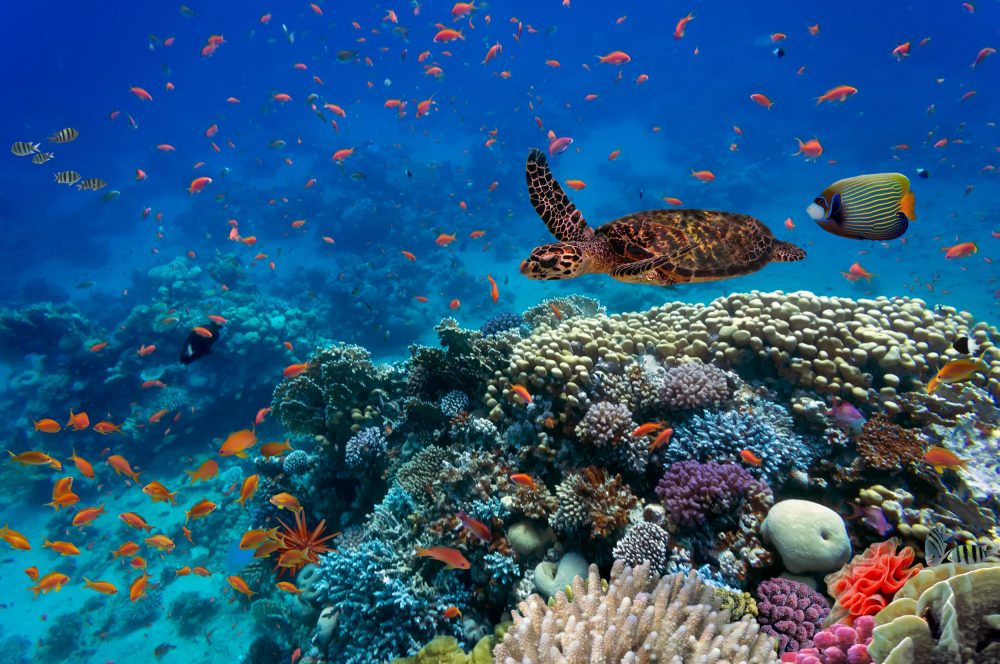 Biodiversidade Oceanos